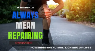 Sore Muscles: Do They Always Indicate Muscle Repair and Growth?