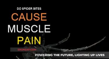 Spider Bites: Can They Cause Muscle Pain?