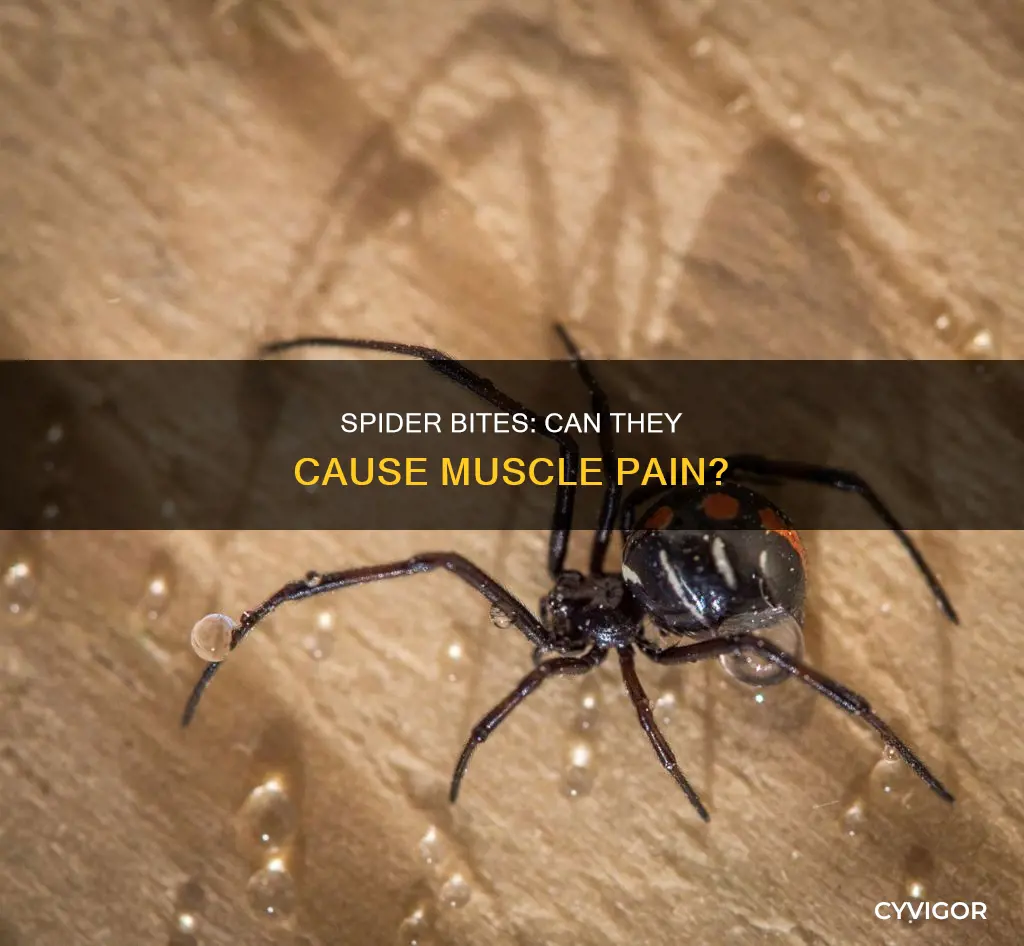 do spider bites cause muscle pain