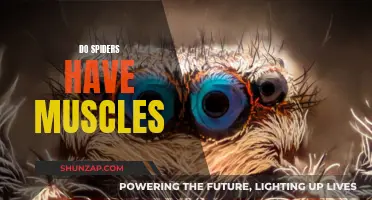 Spiders' Superhuman Strength: The Muscular Mystery Unveiled