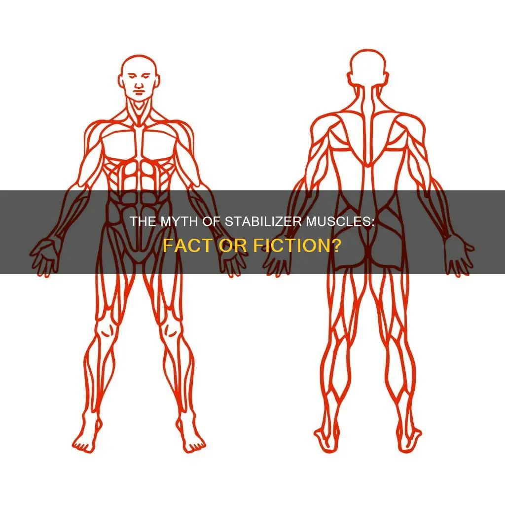 do stabilizer muscles exist