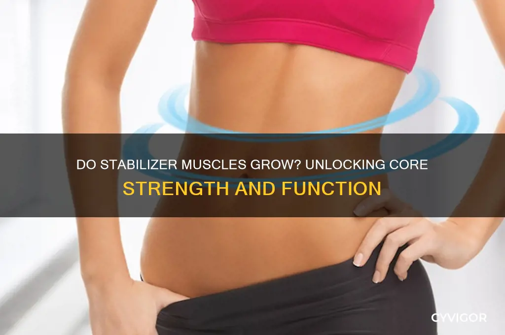 do stabilizer muscles grow