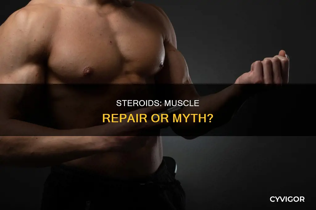 do steroids repair muscles