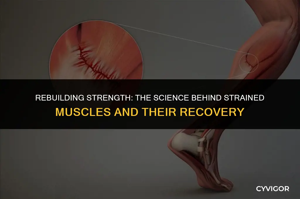 do strained muscles grow back stronger