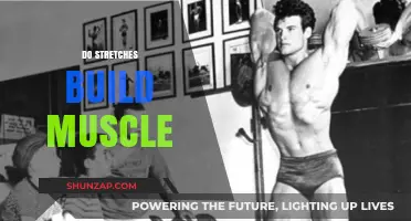 Unraveling the Myth: Do Stretches Really Build Muscle?