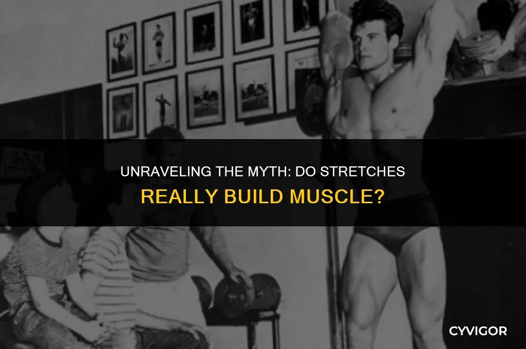 do stretches build muscle