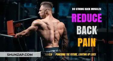 Strong Back Muscles: The Key to Reducing Chronic Back Pain?