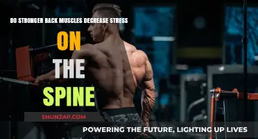 Building Stronger Back Muscles: A Key to Reducing Spinal Stress