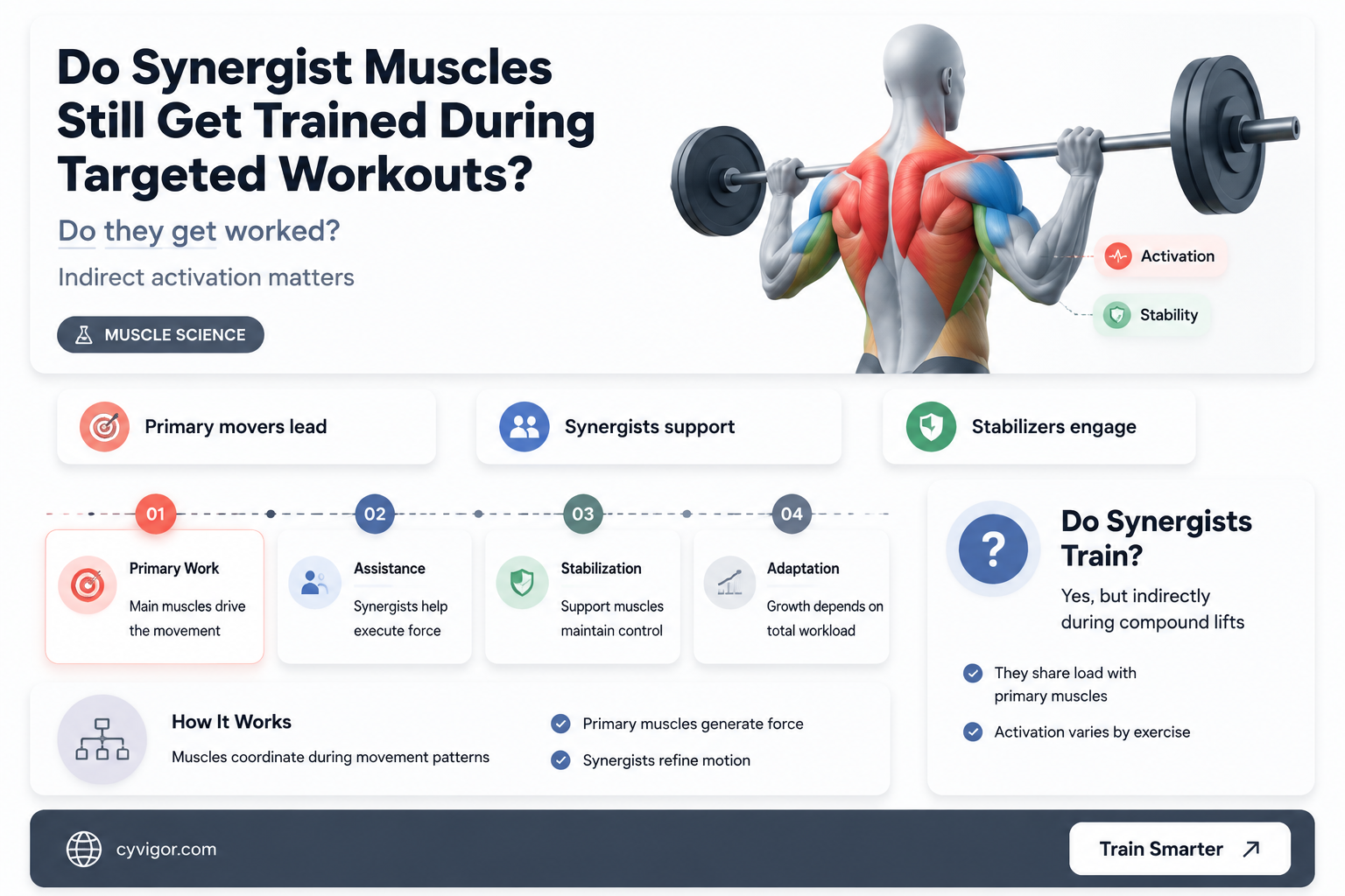 are synergist muscles still worked out