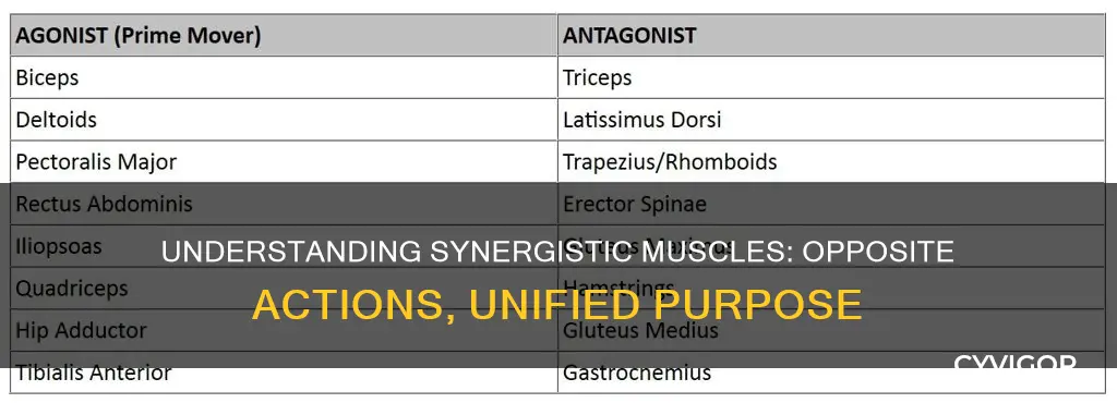 do synergists muscles do opposite
