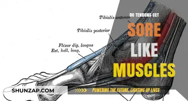 Understanding Tendon Pain: Do Tendons Get Sore Like Muscles?