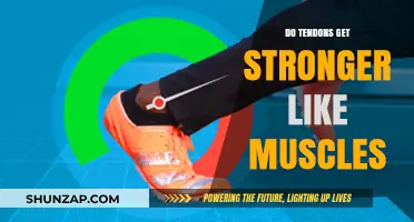 Understanding Tendon Strength: Do Tendons Get Stronger Like Muscles?