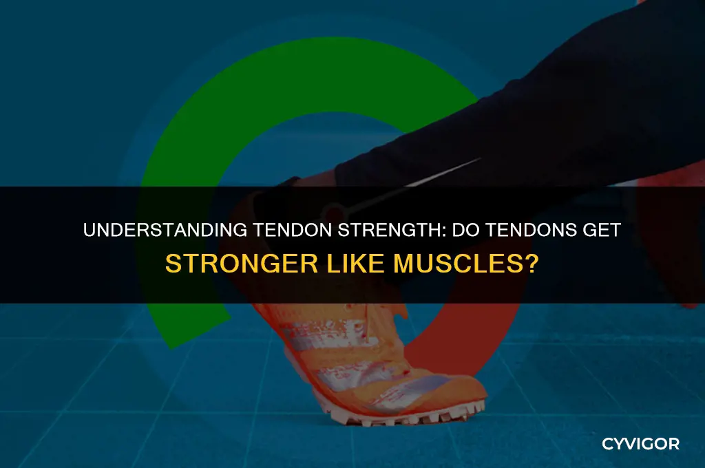 do tendons get stronger like muscles