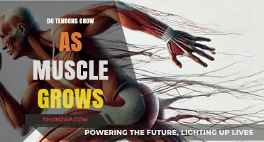 Do Tendons Grow with Muscle Growth? Unraveling the Connection