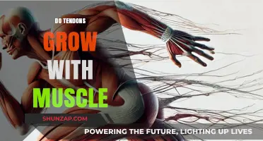 Do Tendons Grow with Muscle? Unraveling the Strength and Flexibility Connection