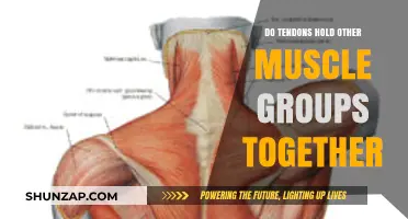 Do Tendons Connect and Support Multiple Muscle Groups?