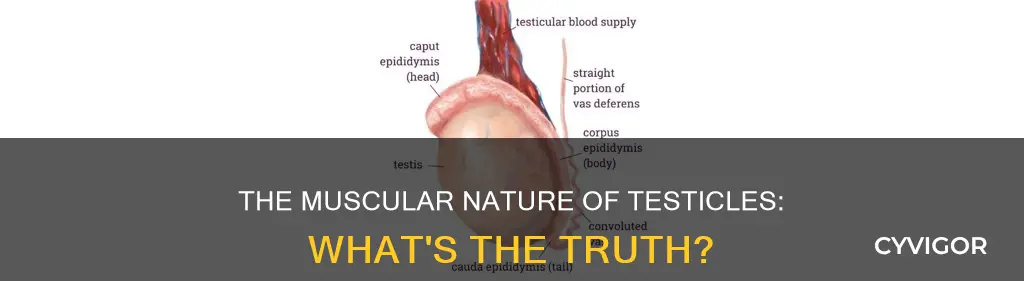 do testicles have muscles
