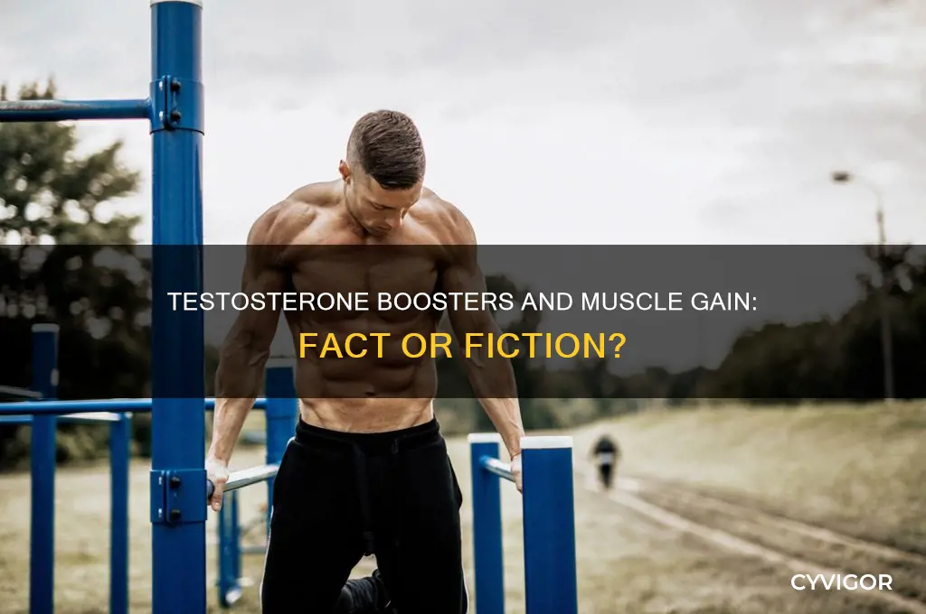 do testosterone boosters help gain muscle