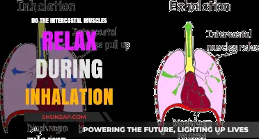 Do Intercostal Muscles Relax During Inhalation? Unveiling Respiratory Mechanics