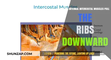 Do Internal Intercostal Muscles Pull Ribs Downward? Exploring Respiratory Mechanics