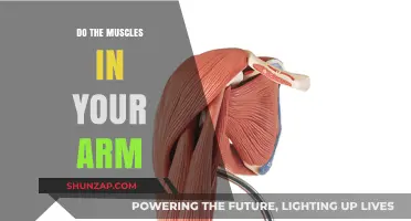 How Do Arm Muscles Work? Unlocking Strength and Function