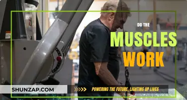 How Muscles Function: Unveiling the Science Behind Their Work
