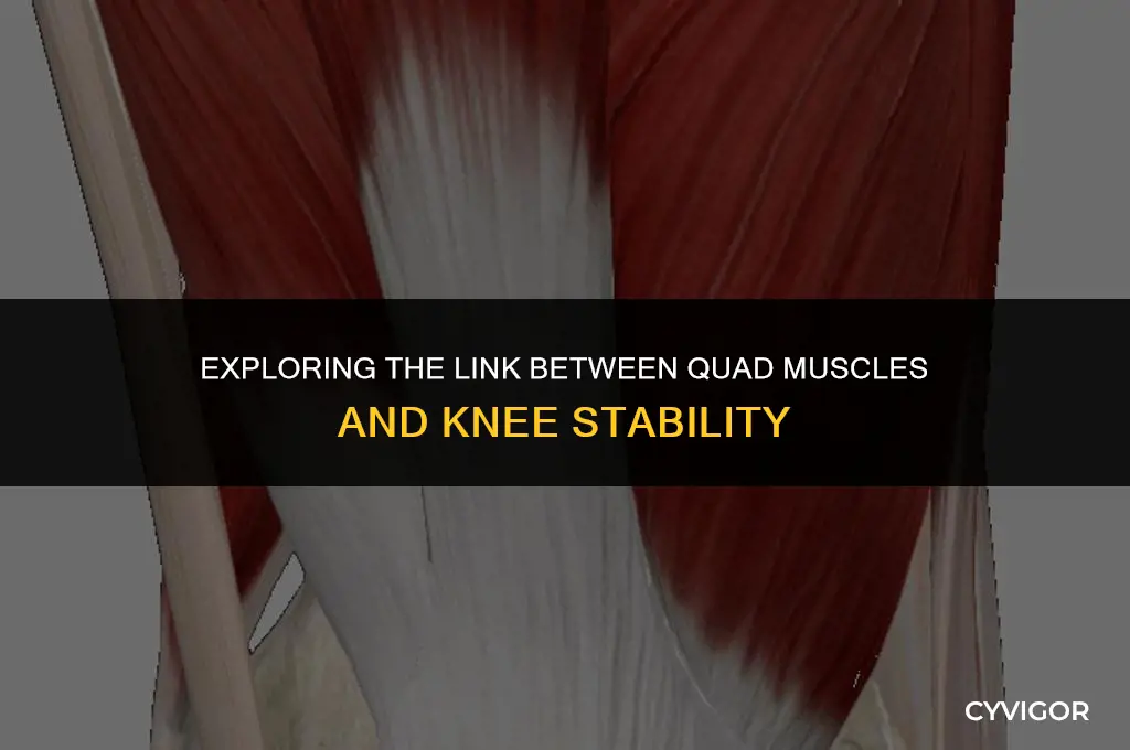 do the quad muscles affect the stability of the knees