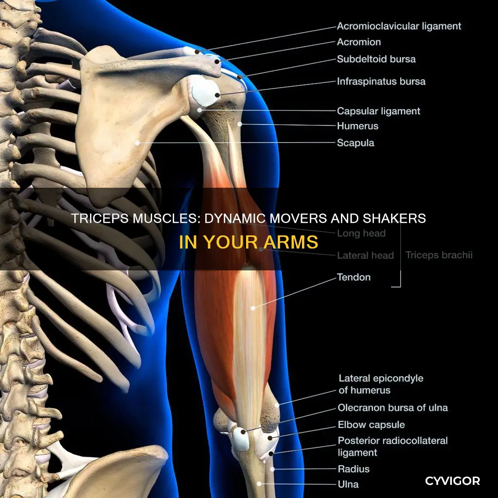 do the triceps muscles move