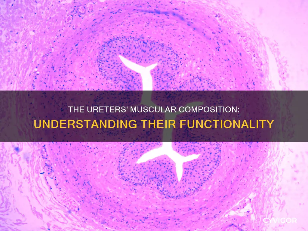 do the ureters have muscles