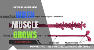 Muscle Growth and Thin Filaments: Do They Expand Together?