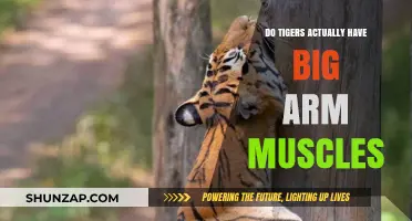 Unveiling the Truth: Do Tigers Possess Impressive Arm Muscles?