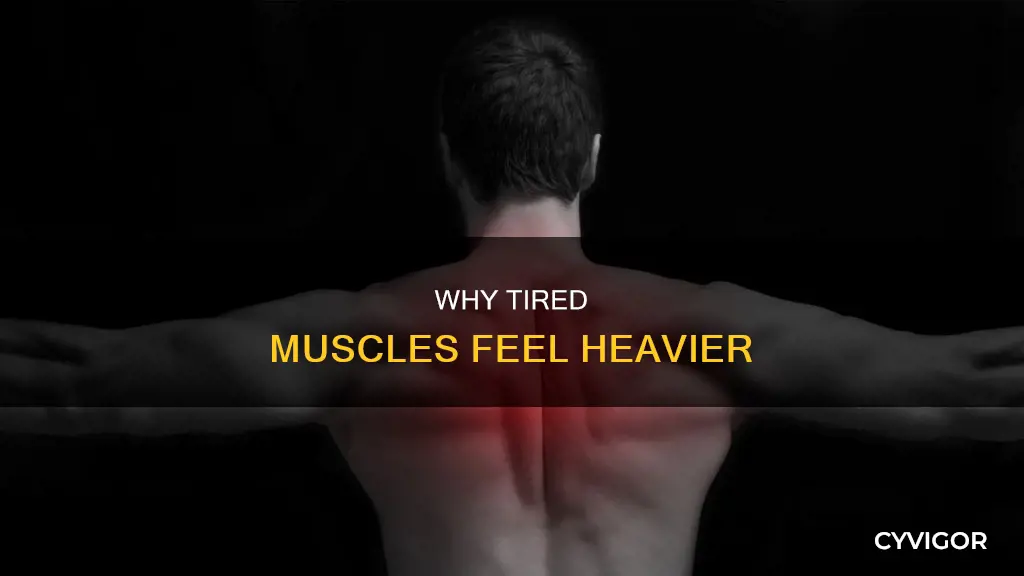 do tired muscles weigh more