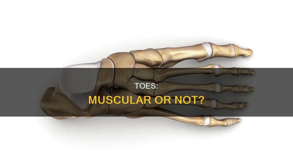 do toes have muscles