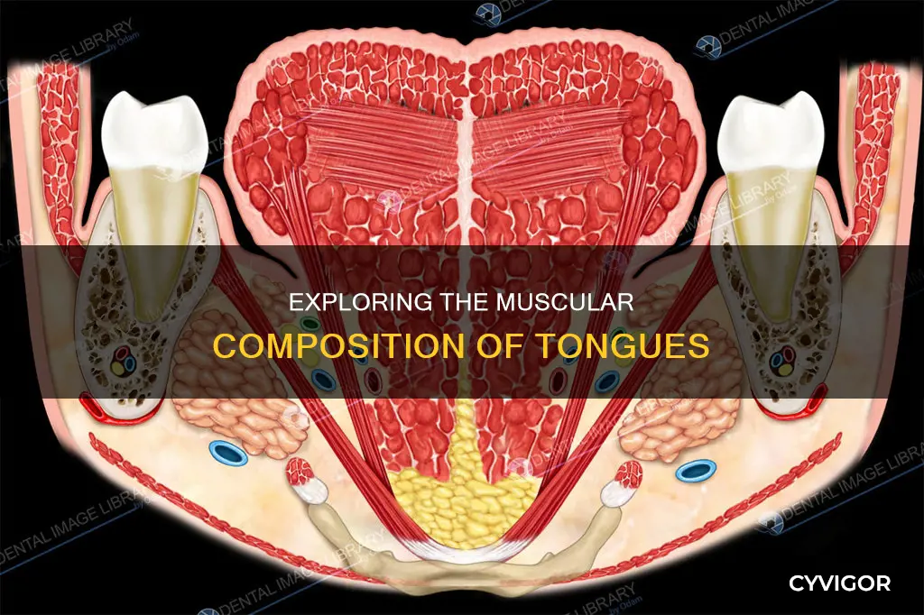 do tongues have muscles
