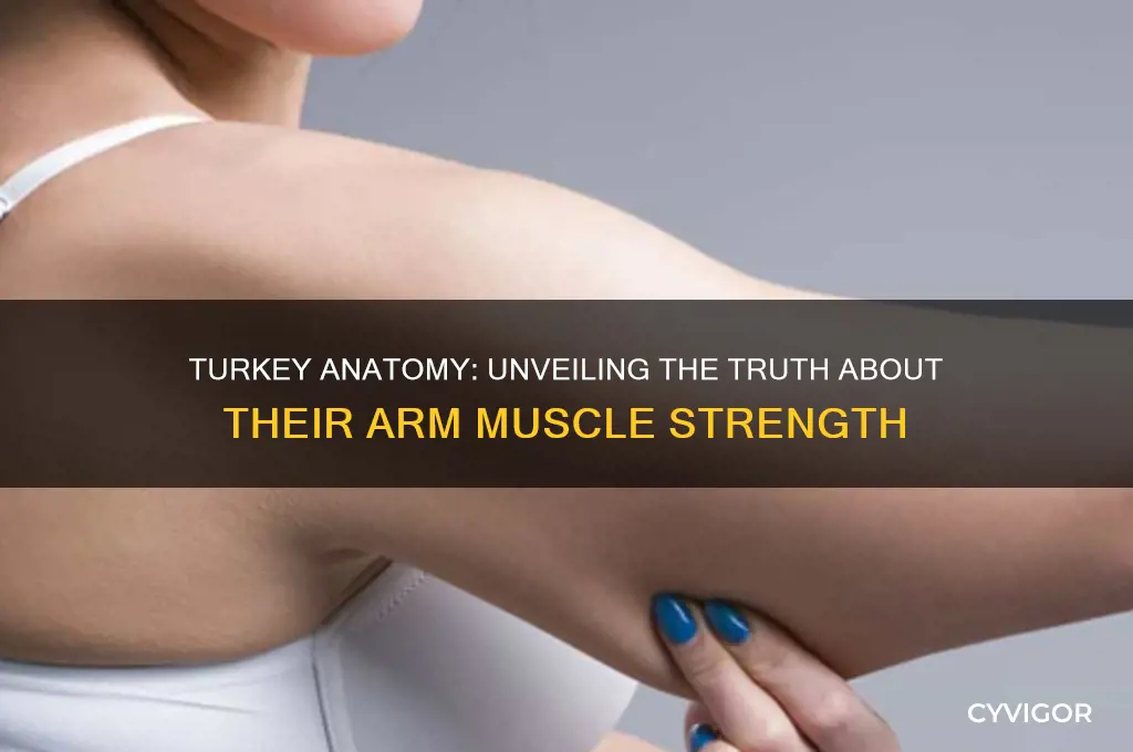 do turkeys have strong arm muscles
