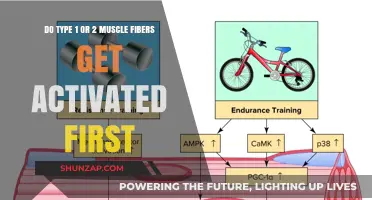 Exploring Muscle Fiber Activation: Type 1 vs. Type 2