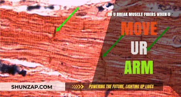 Do Arm Movements Break Muscle Fibers? Unraveling the Truth