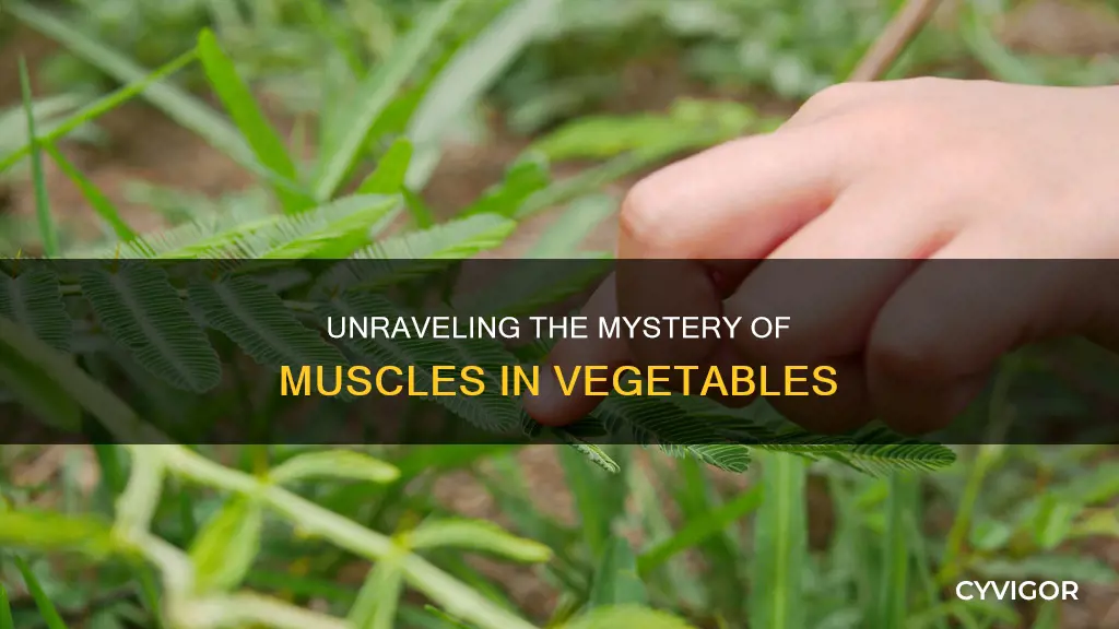 do vegetables have muscles