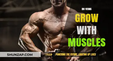 Do Veins Grow with Muscles? Unveiling the Vascular-Muscular Connection