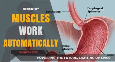 Do Voluntary Muscles Act Automatically? Unraveling the Science Behind Control