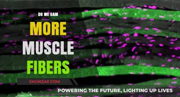 Can Muscle Fiber Count Increase Through Training? Unraveling the Myth