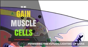 Muscle Growth Unveiled: Do We Actually Gain New Muscle Cells?