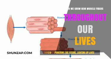 Lifelong Muscle Growth: Do We Continuously Develop New Fibers?