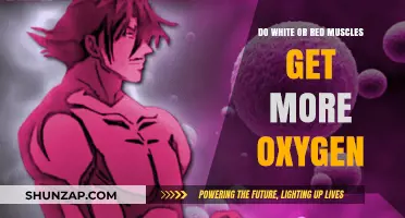 Unraveling the Oxygen Supply: White vs. Red Muscles