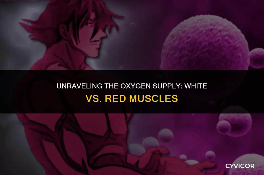 do white or red muscles get more oxygen