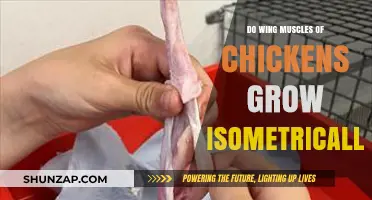 Do Chicken Wing Muscles Grow Isometrically? Exploring Poultry Physiology