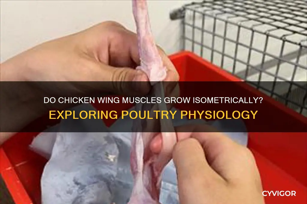 do wing muscles of chickens grow isometrically