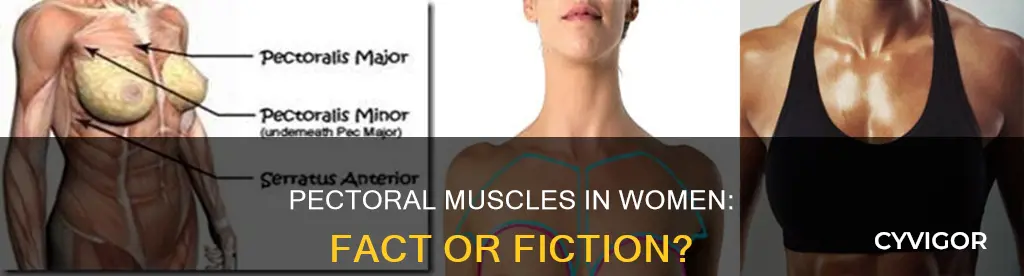 do women have pectoral muscles