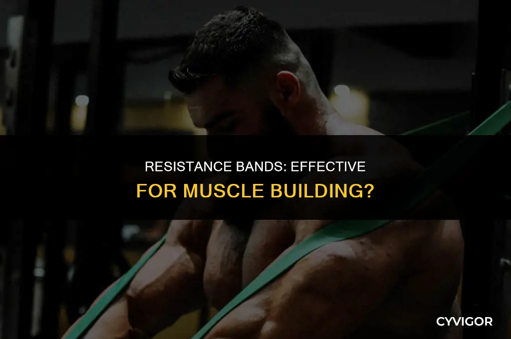 do workout bands build muscle
