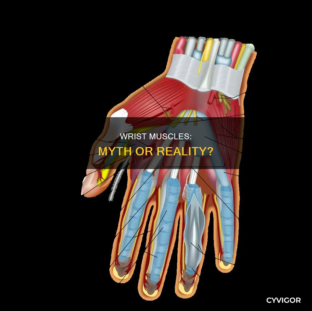 do wrist have muscles